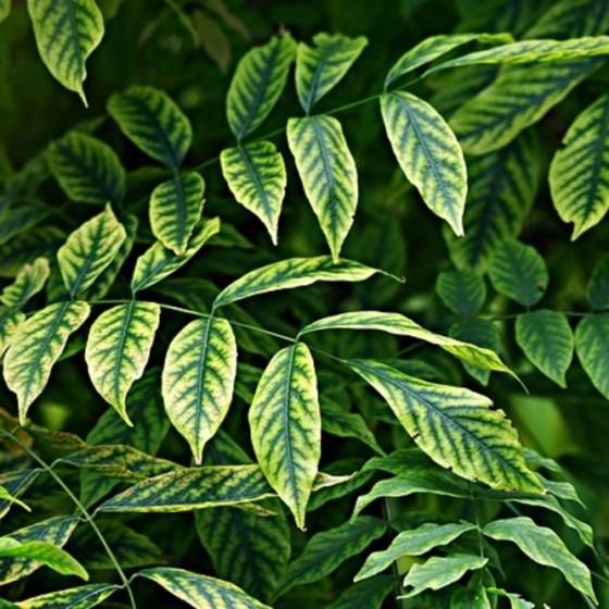 verschillende groene bladeren