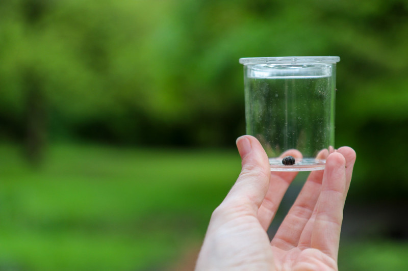 Bodemdag Ledeboerpark: Plantjes voor een prikkie, wormenhotelletjes maken en speuren naar bodemdiertjes