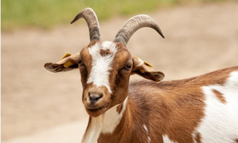 Voorjaarsmarkt kinderboerderij Noord