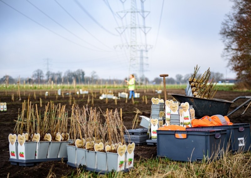Obs Molenbeek helpt met aanplanten smulbos op de Usseler es
